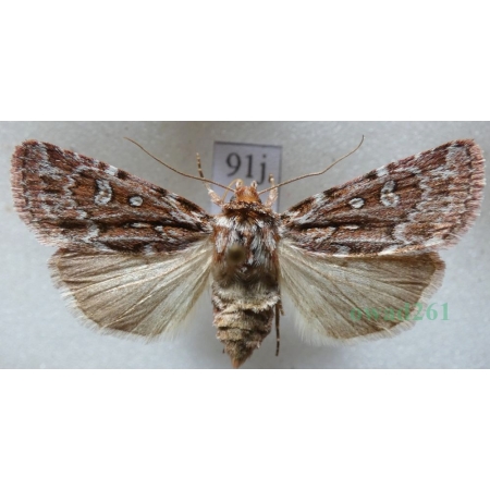 Lycophotia porphyrea (Denis & Schiffermüller, 1775) Czech91j